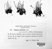 Cladonia fimbriata image